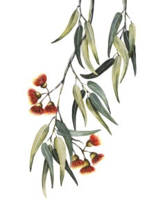 Dibuix d'Eucaliptus